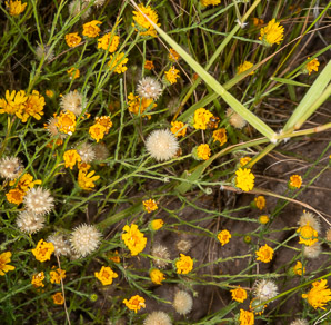 Machaeranthera gracilis (slender goldenweed)