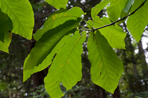 Magnolia fraseri (ear-leaved umbrella tree, fraser magnolia, mountain magnolia)