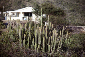 Marginatocereus marginatus (Mexican fencepost)