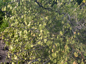 Maytenus octogona (Galápagos leatherleaf, maytenus, leatherleaf, arrayancillo, rompe ollas)