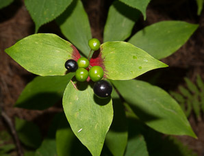 Medeola virginiana (Indian cucumber-root, Indian cucumber)