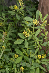 Medicago sativa (yellow flower alfalfa, falcata, yellow alfalfa)