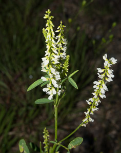 Melilotus officinalis (white sweet clover, yellow sweet clover, sweet clover, sweetclover)
