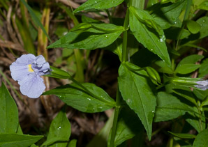 Mimulus ringens (square-stemmed monkeyflower, Allegheny monkeyflower)