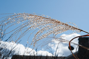 Miscanthus sinensis (Chinese silvergrass)