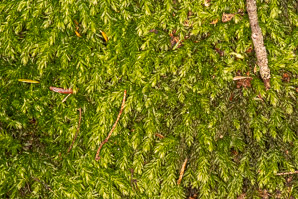 Mnium hornum (swan’s-neck thyme-moss, horn calcareous moss)