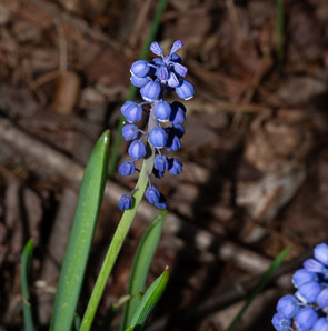 Muscari botryoides (grape hyacinth, common grape hyacinth)