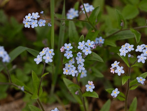 Myosotis scorpioides (forget-me-not, true forget-me-not)