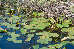 Nymphaea odorata (fragrant water lily, beaver root, American white waterlily)