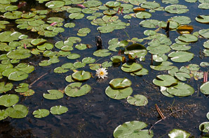 Nymphaea odorata (fragrant water lily, beaver root, American white waterlily)