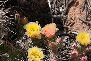 Opuntia phaeacantha (desert prickly pear, tulip prickly pear, brown-spine prickly pear, tulip pricklypear)