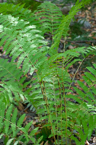 Osmunda claytoniana (interrupted fern)