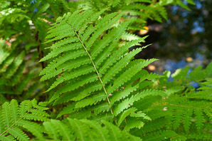 Osmunda claytoniana (interrupted fern)