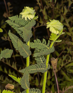 Osmunda claytoniana (interrupted fern)