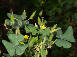 Oxalis dillenii (oxalis, common yellow wood-sorrel, common yellow woodsorrel, yellow wood-sorrel, common yellow oxalis, slender yellow woodsorrel)