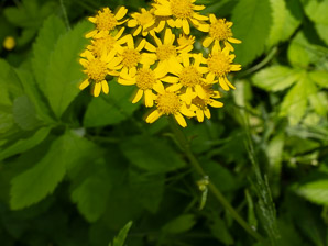 Packera schweinitziana (New England groundsel, Schweinitz’s ragwort)