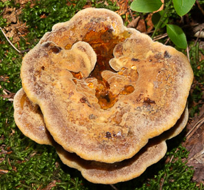 Phaeolus schweinitzii (velvet-top fungus, dyer’s polypore, dyer’s mazegill, brown-cubical butt rot, red-brown butt rot)