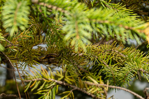 Picea mariana (black spruce)