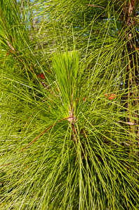 Pinus elliottii (slash pine, yellow slash pine, swamp pine)