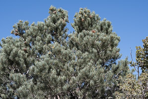 Pinus monophylla (singleleaf piñon, pinyon pine, single-leaf pinyon pine, single-leaf piñon pine, singleleaf pinyon)