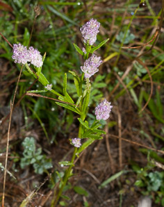 Polygala sanguinea (field milkwort, blood milkwort, purple milkwort)
