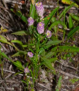 Polygala sanguinea (field milkwort, blood milkwort, purple milkwort)