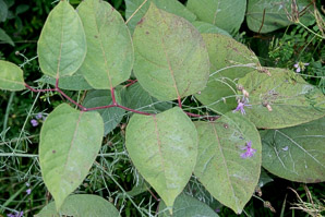 Polygonum cuspidatum (Japanese knotweed, Mexican bamboo)