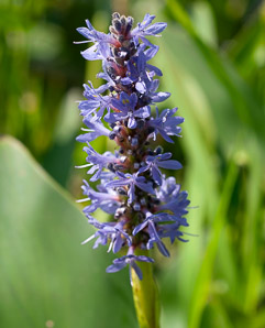 Pontederia cordata (pickerelweed)