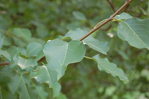 Populus deltoides (Eastern cottonwood, cottonwood)