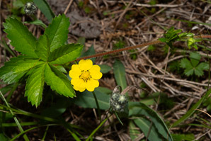 Potentilla simplex (common cinquefoil, old-field five-fingers, oldfield cinquefoil)