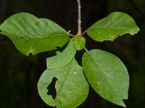 Prunus virginiana (common chokecherry, chokecherry)