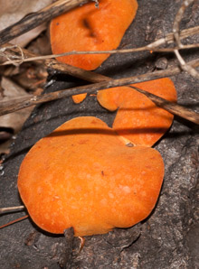 Pycnoporus cinnabarinus (cinnabar polypore)