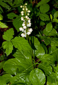 Pyrola elliptica (pyrola, shinleaf, common shinleaf, waxflower shinleaf)