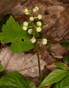 Pyrola elliptica (pyrola, shinleaf, common shinleaf, waxflower shinleaf)