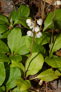 Pyrola elliptica (pyrola, shinleaf, common shinleaf, waxflower shinleaf)