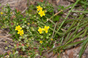 Ranunculus hispidus (swamp buttercup, bristly buttercup)