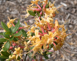 Rhododendron calendulaceum (flame azalea)