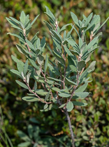 Rhododendron canadense (rhodora)