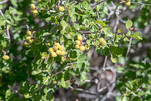 Rhus aromatica (skunkbrush, fragrant sumac)