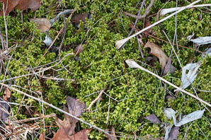 Rhytidiadelphus triquetrus (rough goose neck moss, electrified cat tail moss)