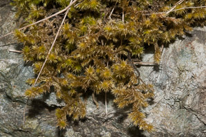 Rhytidiadelphus triquetrus (rough goose neck moss, electrified cat tail moss)