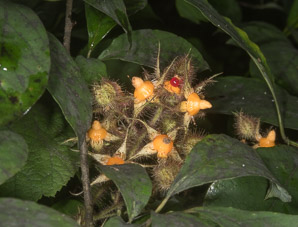 Rubus phoenicolasius (wineberry, wine raspberry, Japanese wineberry)