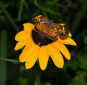 Rudbeckia hirta (black-eyed Susan, blackeyed Susan)