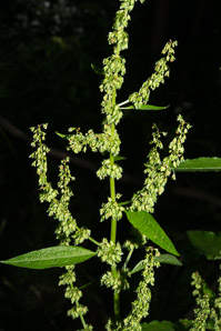 Rumex obtusifolius (bitter dock, broad-leaved dock)