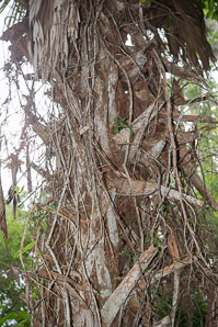 Sabal palmetto (cabbage palm, palmetto, cabbage palmetto, palmetto palm, blue palmetto, Carolina palmetto, common palmetto, swamp cabbage, sabal palm)