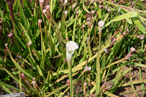 Sarracenia leucophylla (white-topped pitcher plant, crimson pitcherplant)