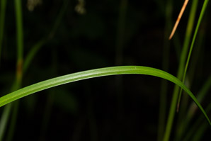 Scirpus cyperinus (brown woolly sedge, cottongrass bulrush, woolgrass, wool grass, common woolsedge)