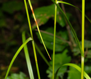 Scirpus cyperinus (brown woolly sedge, cottongrass bulrush, woolgrass, wool grass, common woolsedge)