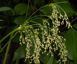 Scirpus cyperinus (brown woolly sedge, cottongrass bulrush, woolgrass, wool grass, common woolsedge)
