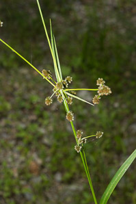 Scirpus polyphyllus (leafy bulrush)